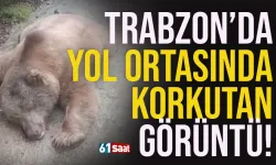 Trabzon'da yol ortasında vatandaşları korkutan görüntü...