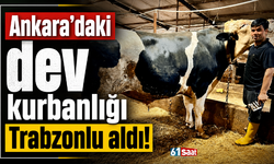 Ankara’daki dev kurbanlığı Trabzonlu aldı!