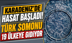 Karadeniz’de hasat başladı! Türk somonu 19 ülkeye gidiyor