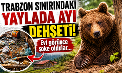 Trabzon sınırındaki yaylada ayı dehşeti! Evi görünce şoke oldular