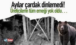 Ayılar çardak dinlemedi! Üreticilerin tüm emeği yok oldu…
