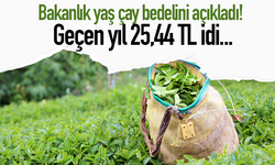 Bakanlık yaş çay bedelini açıkladı! Geçen yıl 25,44 TL idi…