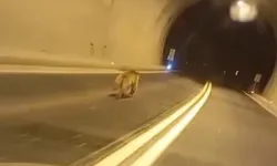 Tünelde ayı paniği! Dakikalarca aracın önünde koştu
