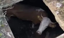 Dinamit deposuna düşen inek, kurbanlık olarak kesilemedi!