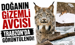Doğanın gizemli avcısı Trabzon'da görüntülendi!