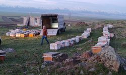 Karadeniz'in gezgin arıcıları yeni sezon için Doğu Anadolu'nun dağlarını mesken tuttu