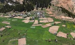 Artvin'de 1400 rakımda imece usulü doğal tarım