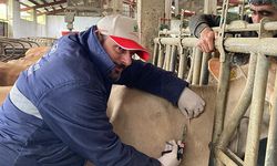 Of’ta Hayvancılıkta Örnek Uygulama: Arı İşletmelere Sıkı Denetim