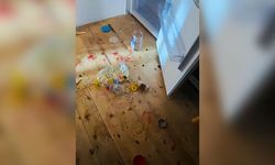 Gümüşhanelilerin ayılarla imtihanı devam ediyor