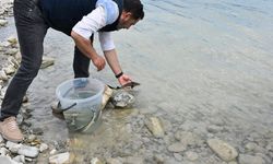 Sinop'ta 2 bin adet mersin balığı denize bırakıldı