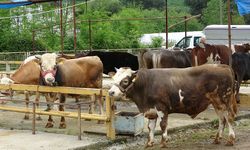 Ordu'da besiciler, gurbetçilerin yolunu gözlüyor