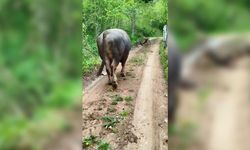 Güreş boğası, iki karacanın kavgasını ilgiyle izledi