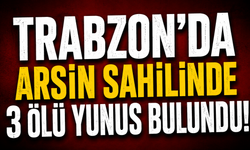 Arsin sahilinde 3 ölü yunus bulundu!