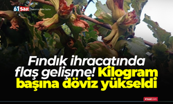 Fındık ihracatında flaş gelişme! Kilogram başına döviz yükseldi
