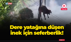 Dere yatağına düşen inek için seferberlik!