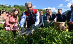 Artvin'de çay sezonu açıldı