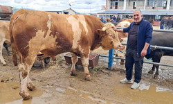 Şampiyon Çakır 525 bin TL’den satışta
