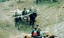 Trabzon muhacirliğinin unutulmayan izleri...