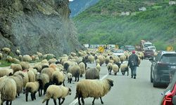 Gümüşhane yaylalarına geleneksel küçükbaş hayvan göçü başladı