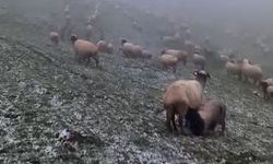 Mayıs ayında Ordu'nun yaylalarına kar yağdı