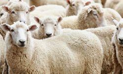 Uzmanlardan "Kurban etini kendi yağı ile pişirin" önerisi