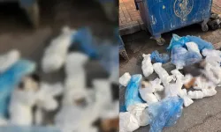 Başsavcılık itiraz etmişti, 33 kediyi öldüren veteriner tutuklandı