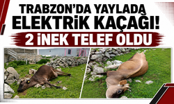 Trabzon’da yaylada elektrik kaçağı! 2 inek telef oldu