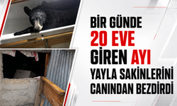 Bir günde 20 eve giren ayı yayla sakinlerini canından bezdirdi