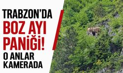 Trabzon'da boz ayı paniği! O anlar kamerada