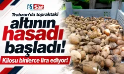 Topraktaki altının hasadı, Trabzon'da başladı! Kilosu binlerce lira ediyor