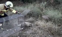 Doğada nadir görülen bal porsuğu mahsur kaldığı havuzdan kurtarıldı