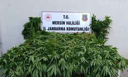Ormanda kenevir yetiştirenlere suçüstü operasyon: 2 tutuklama