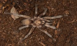 Türkiye'de ilk kez yeni bir tarantula cinsi kaydedildi