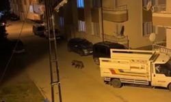 İlçenin kâbusu oldu, gündüz arazide gece ise sokaklarda