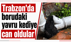 Trabzon'da borudaki yavru kediye can oldular