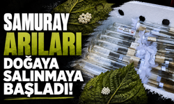 Samuray arıları doğaya salınmaya başladı!