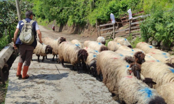Giresun’da yayla göçü başladı