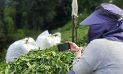 Rize'de çay bahçesinde milli maç heyecanı