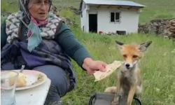 Yaylada Sedriye ninenin sofrasına oturan tilki ekmeği yemedi