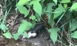 Artvin’de yılanın balık avı kamerada