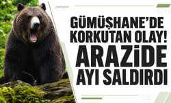 Gümüşhane'de korkutan olay! Arazide ayı saldırdı