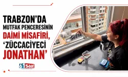 Trabzon'da mutfak penceresinin daimi misafiri, ‘Züccaciyeci Jonathan’