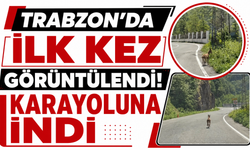 Trabzon'da ilk kez görüntülendi! Karayoluna indi