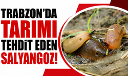 Trabzon’da İspanyol Salyangozu tarımı tehdit ediyor