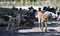 Bakan Çiftçi sokak köpekleri için  tarih verdi!  O güne kadar hepsi toplanacak