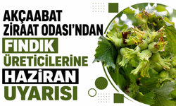 Akçaabat Ziraat Odası’ndan fındık üreticilerine haziran uyarısı