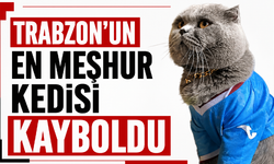 Trabzon’un en meşhur kedisi kayboldu