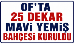 Of'ta 25 dekar mavi yemiş bahçesi kuruldu