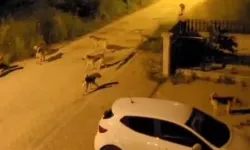 Bolu’da korkutan görüntü! Sokakları istila ettiler
