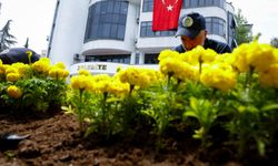 Akçaabat'ın renkleri belediyenin seralarında yetişiyor